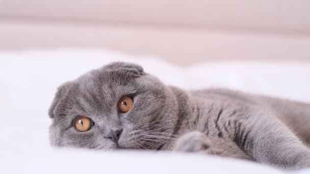 一只漂亮的苏格兰灰猫躺在卧室的床上 这只猫的眼睛是黄色的 — 图库视频影像