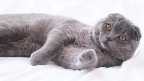 一只可爱的灰猫睡在卧室的白色沙发上 苏格兰折叠猫 — 图库视频影像