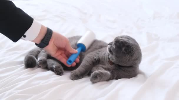 Καθαρίζω Παλτό Μιας Γάτας Ξαπλωμένης Στον Καναπέ Πρόβλημα Της Ρίψης — Αρχείο Βίντεο