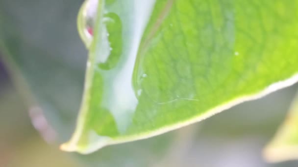 Gocce Pioggia Sulla Foglia Verde Nella Foresta Tropicale Primo Piano — Video Stock