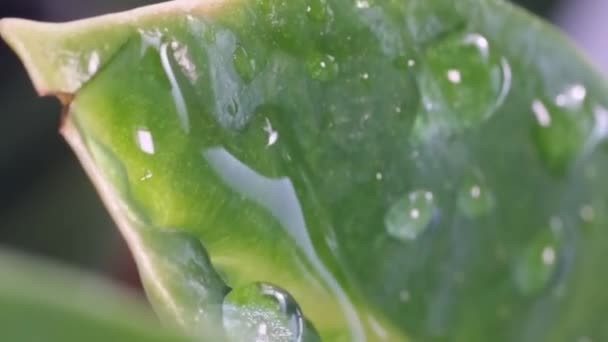 Close Folhas Verdes Molhadas Durante Chuva Gotas Água Chuva Caindo — Vídeo de Stock