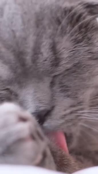 一只苏格兰胖胖的猫躺在雪白的床上舔自己 漂亮的灰猫垂直录像 — 图库视频影像