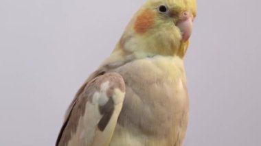 Corella papağanı bir dalda otururken kanatlarını açar. Güzel sarı papağan.