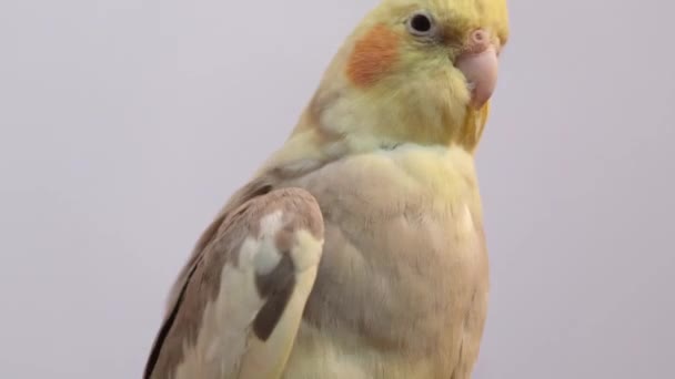 Corella Parrot Spreads Its Wings While Sitting Branch Beautiful Yellow — Stock Video