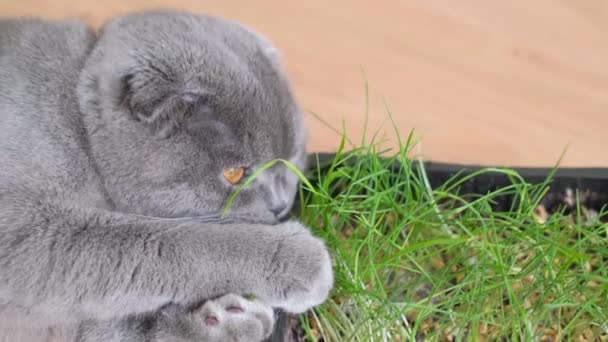 一只漂亮的灰猫躺在地板上 吃着嫩绿的发芽的麦粒 猫健康食品的概念 用绿草清洁猫的牙齿 — 图库视频影像
