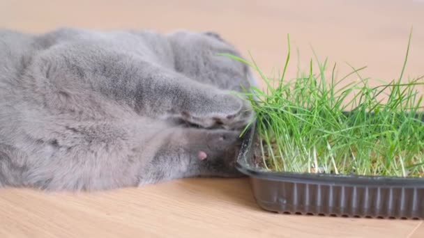 Güzel Gri Bir Kedi Yerde Yatıyor Taze Yeşil Filizlenmiş Buğday — Stok video