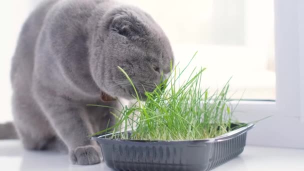 Pisică Rasă Cenușie Stă Pervazul Ferestrei Mănâncă Iarbă Verde Tânără — Videoclip de stoc