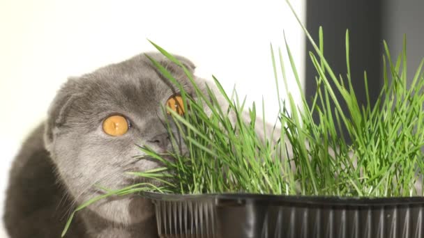 Gato Doméstico Shorthair Com Belos Olhos Amarelos Close Comendo Brotos — Vídeo de Stock