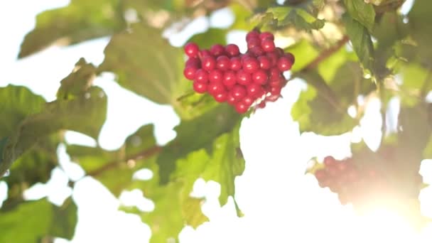 太陽の光線の背景にある美しいバイブラーナムベリー ブッシュの枝の赤いバイブラーナム — ストック動画