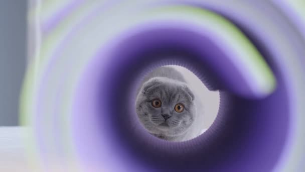 カメラを見ているトンネルの中の美しいスコットランドの猫 国内の猫とゲーム — ストック動画