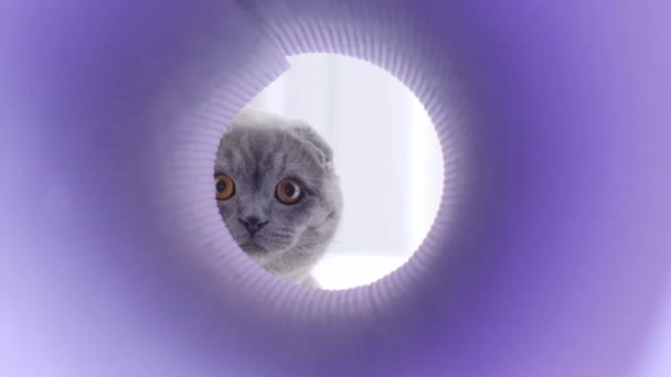 Skotsk Katt Leker Med Sin Ägare Han Klättrar Lektunneln Vacker — Stockvideo