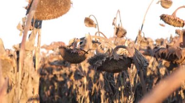 Gün batımında olgunlaşmış ayçiçeği tarlası. Hasattan önce kuru ayçiçeklerine yakın çekim. Ayçiçeği yağı üretimi kavramı