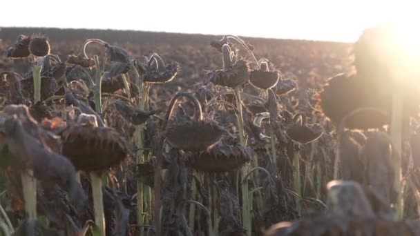Une Plantation Tournesols Mûrs Sur Fond Coucher Soleil Récolte Agriculture — Video