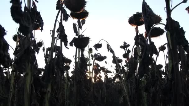 地球温暖化と損傷した日光作物の概念 降雨のない乾燥した気候 サンフラワー作物の喪失 — ストック動画