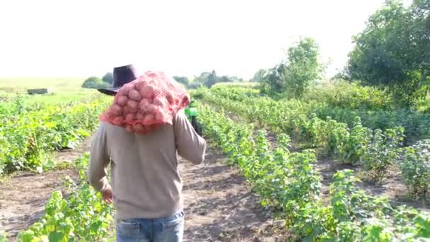 Młody Przystojny Rolnik Nosi Torbę Ziemniaków Praca Terenie Zbieranie Ziemniaków — Wideo stockowe