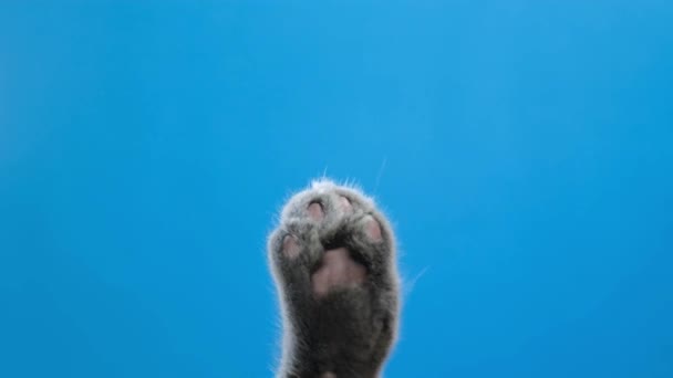 Una Pata Gato Gato Británico Lleva Una Pantalla Azul Pantalla — Vídeos de Stock