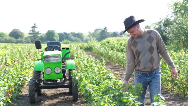 Een Lachende Boer Inspecteert Oogstkrenten Een Groene Tuin Kweek Bessen — Stockvideo