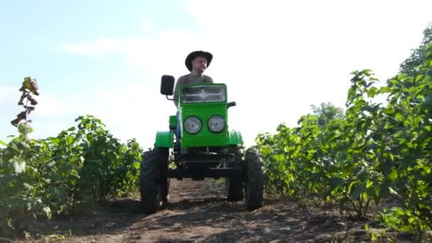 ハンサムな農夫は カーラントブッシュで畑を横切るトラクターを運転します 農地のローブでさえ カーラントブッシュ 成長するベリー アグリビジネス — ストック動画