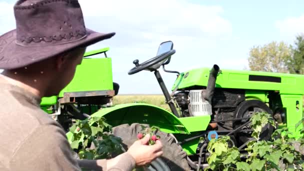 농부가 한가운데 목장에서 라즈베리 작물을 검사합니다 배경에 트랙터 — 비디오