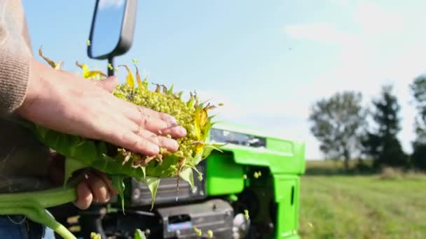 Agricultor Inspecciona Cosecha Girasol Sobre Fondo Tractor Verde Tiempo Cosecha — Vídeos de Stock