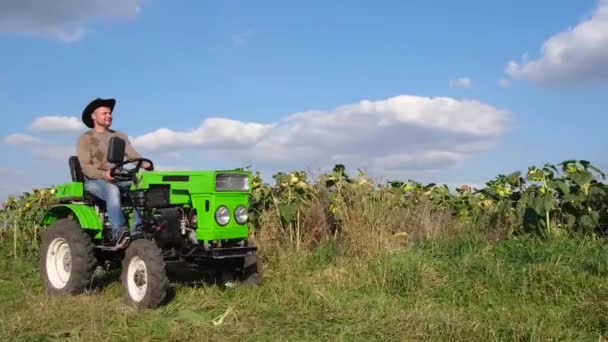 Farmer Driving Tractor Sunflower Plantation Farmer Inspects Sunflower Crop Harvesting — Stock Video