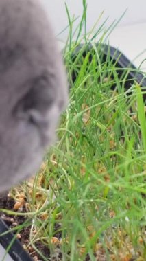 Gri bir kedi pencere kenarında otururken yeşil yulaf filizi yer. Yakın çekim görüntüsü. Dikey video