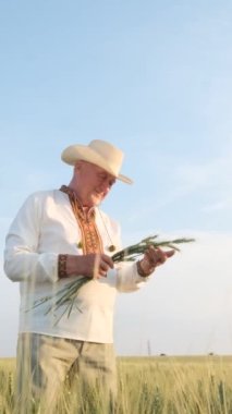 Nakışlı ceketli mutlu bir yaşlı Ukraynalı dede genç buğday filizlerini tutuyor ve onları öpüyor. Mavi gökyüzüne karşı tarlanın ortasında bir çiftçi. Ekmeğin onuru ve övgüsü. Dikey video