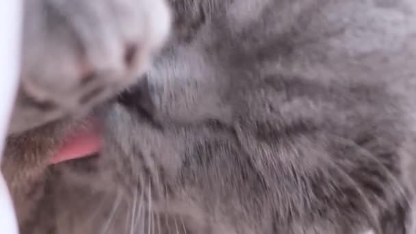 Eine Schottische Tabby Katze Liegt Auf Einem Schneeweißen Bett Und — Stockvideo