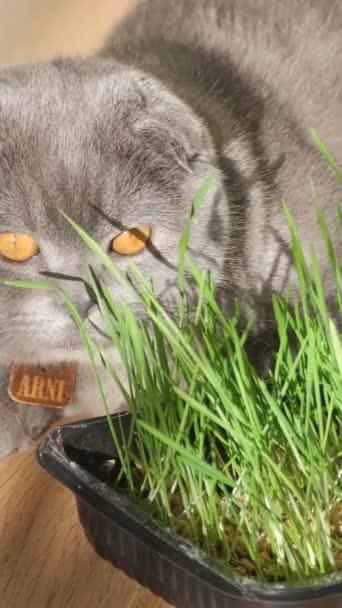 Berkembang Oat Untuk Kesehatan Kucing Kucing Abu Abu Suka Makan — Stok Video