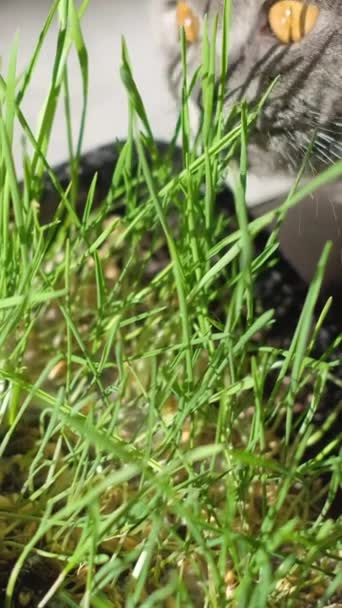 一只年轻的猫吃发芽的草 燕麦芽 宠物的特殊维生素 加强动物的免疫力 垂直录像 — 图库视频影像