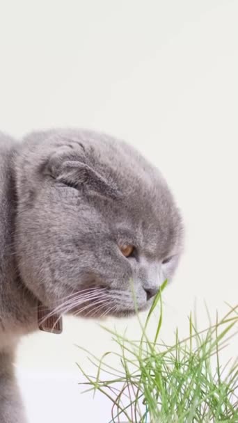 Szkocki Kot Jedzący Świeżą Zieloną Trawę Szarym Tle Brak Witamin — Wideo stockowe