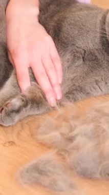 Güzel gri safkan bir kedi taranırken yerde yatıyor. Kedilerde saç kaybı. Evcil hayvanların hijyeni. Dikey video