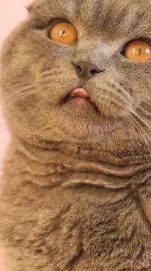 Açık pembe arka planda tüylü, kısa saçlı gri kedi. Aç bir kedi dilini yalıyor. Komik hayvanlar. Dikey video