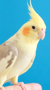 Parlak mavi arka planda sarı ibikli bir papağan bir insan parmağının üzerinde oturuyor. Evcil kuşlar. Sıra dışı kuşlar. Safkan bir papağanı vurmak. Dikey video