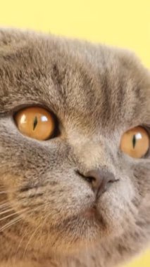 Kameraya bakan büyük güzel gözleri olan sevimli gri bir kediye yaklaş. Harika evcil hayvanların ev videosu. Dikey video