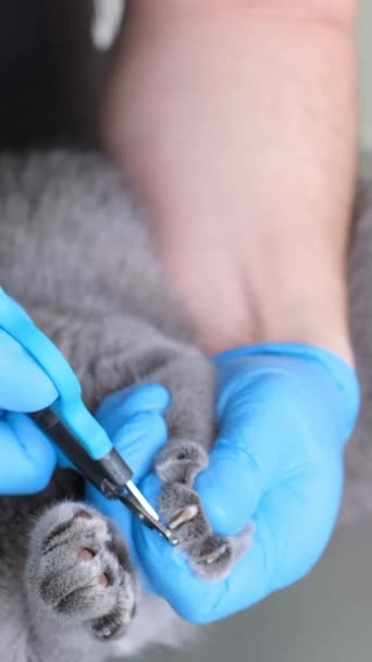 Veterinário Corta Garras Gato Escocês Serviços Veterinários Vídeo Vertical — Vídeo de Stock