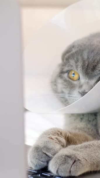 一只戴着医用项圈的猫正在看笔记本电脑 一只苏格兰猫躺在沙发上休息 垂直录像 — 图库视频影像