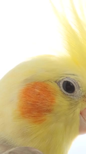 Yellow Parrot Big Bangs Bright Sunlight Parrot Head Close White — Stock Video