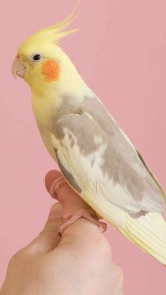 乳白色的黄色鹦鹉 背景明亮的粉红色 坐在主人的手上 为宠物拍摄广告录像 有趣的宠物鸟 垂直录像 — 图库视频影像