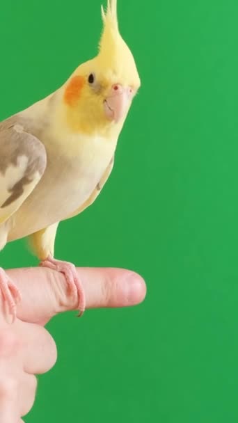 Papagaio Amarelo Com Belo Grande Testa Senta Mão Proprietários Papagaio — Vídeo de Stock