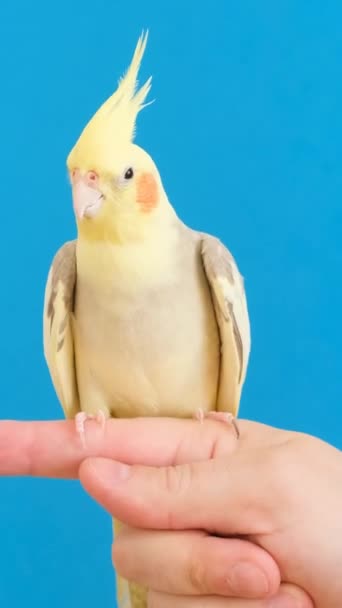 一只浅蓝色背景的黄冠鹦鹉坐在一个人的手指上 非常漂亮的鸟儿射击一只纯种的鹦鹉 垂直录像 — 图库视频影像