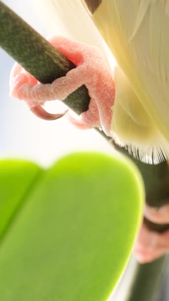 Крупный План Ног Разноцветного Попугая Сидящего Ветке Попугай Природе Замечательные — стоковое видео