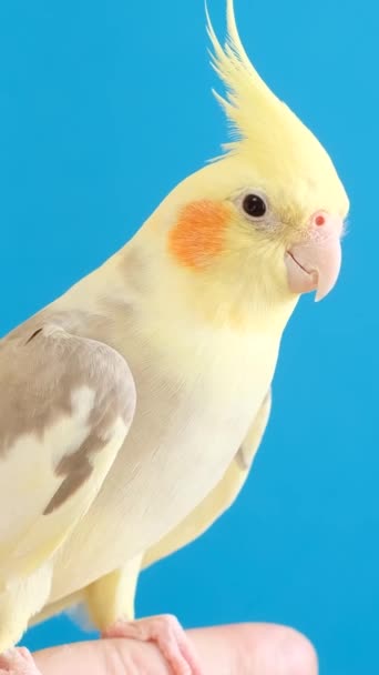 Żółta Papuga Jasnoniebieskim Tle Siedzi Ludzkim Palcu Udomowione Ptaki Niezwykłe — Wideo stockowe