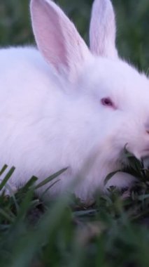 Yeşil çimenlerin üzerinde büyük kırmızı gözlü beyaz tavşan. Çiftlikte tavşan yetiştiriyorlar. Dikey video