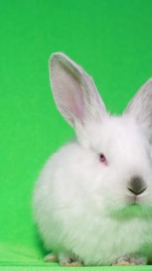 Beyaz tüylü tavşan kameranın ortasında oturuyor. Stüdyoda açık yeşil arka planda tavşanları vuruyorlar. Dikey video