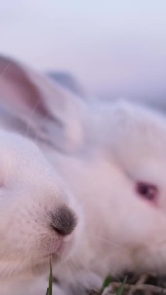 Розведення Кроликів Фермі Білі Кролики Їдять Зелену Траву Разом Вертикальне — стокове відео