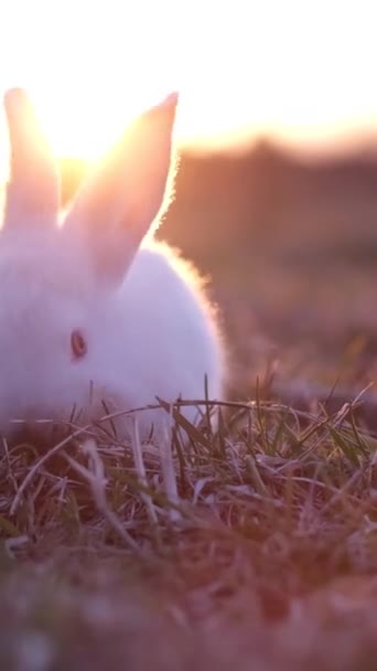 Nettes Kleines Weißes Kaninchen Das Bei Sonnenuntergang Grünes Gras Frisst — Stockvideo