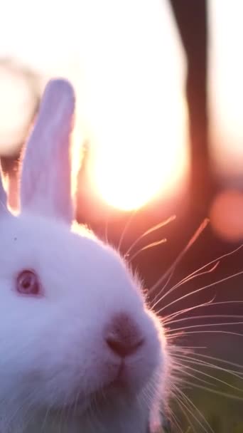 Kanin Gräsmatta Vid Solnedgången Skapar Ett Gulligt Djurkoncept Påsk Symbol — Stockvideo