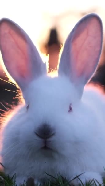Концепція Символу Пасхального Кролика Способом Представляти Святкування Великодня Його Святкування — стокове відео