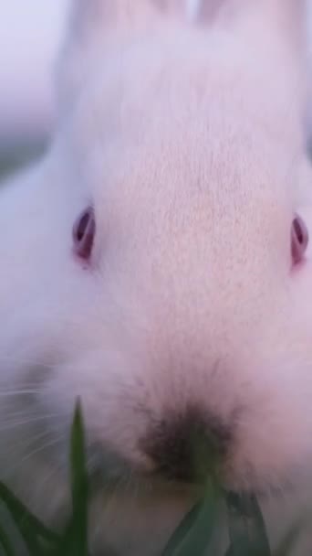 Ein Hübscher Süßer Hase Frisst Grünes Gras Zeitlupe Vertikales Video — Stockvideo